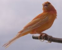 Canaries Bird