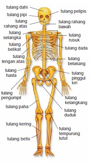 BIOLOGI GONZAGA KERANGKA TUBUH  MANUSIA