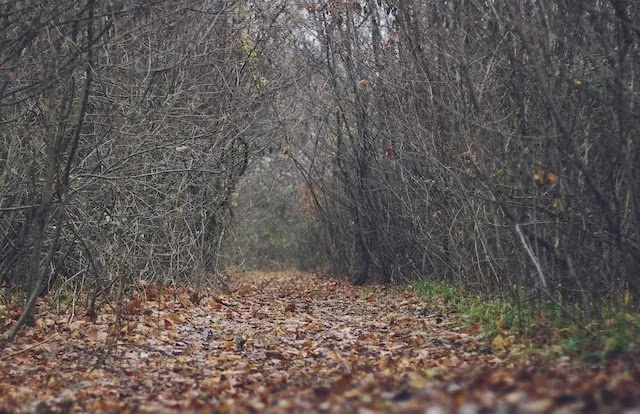 The Hoia Baciu Forest of Romania