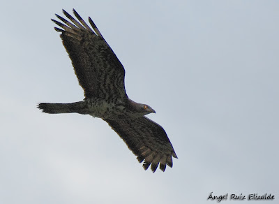 Abejero europeo (Pernis apivorus)