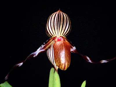 Paphiopedilum wilhelminae orchid plant care and culture