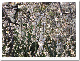 0951 - China - Nanjing- Plum Blossom Int. Festival