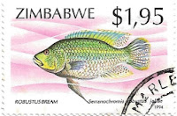 Selo pargo-barriga-amarela (Nembwe)