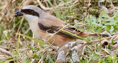 Long-tailed Shrike