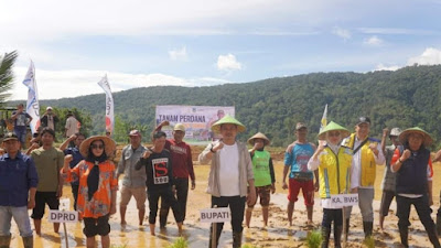 Abdul Azis Tanam Perdana Padi Sawah di Desa Tongauna