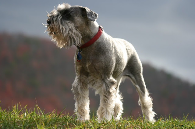 Schnauzer Miniatura