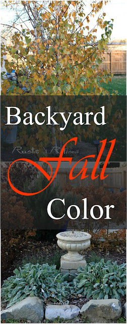 Beautiful yard full of gorgeous fall color. Take a zone 5 tour through a beautiful Indiana garden in Fall