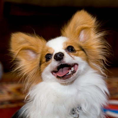 Chance, Our Fluffy Goofball