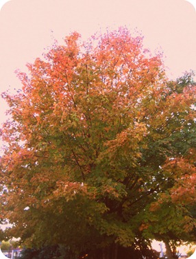 fall colors