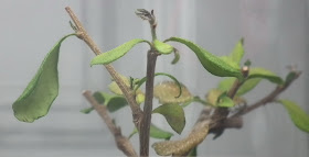 fukien tea affected foliage