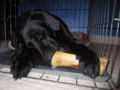 Black lab Romero is lying in his crate with the door open enjoying a brand new bone - one of the large hollow natural bones. He is lying on a brown mat that is scrunched up towards the back of his crate and there is a red toy in the back corner of the crate. The new bone is in the front corner of the crate and Romero has his left paw over it, keeping hold of it. His right paw is resting over the front of the crate tray. His head is tilted to the left with his nose getting right into the end of the bone. His eyes are closed in bliss as he enjoys this special treat.