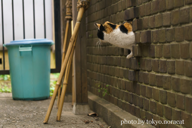 猫の写真