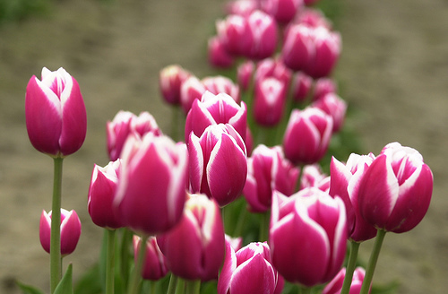 Nimiwicho Gambar Bunga Tulip