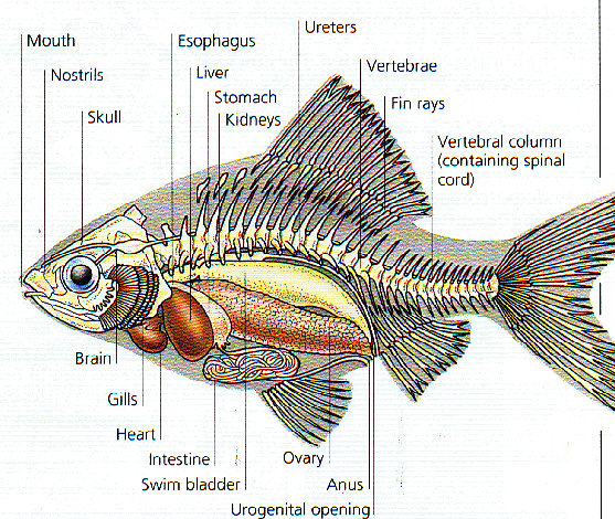 Morfologi Anatomi dan Klasifikasi Ikan  Mas Cyprinus 