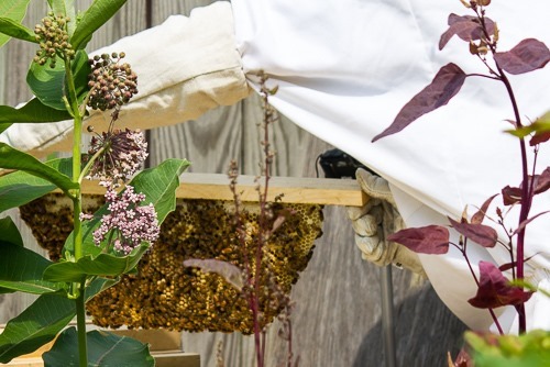 Bee Suit Hive Inspection