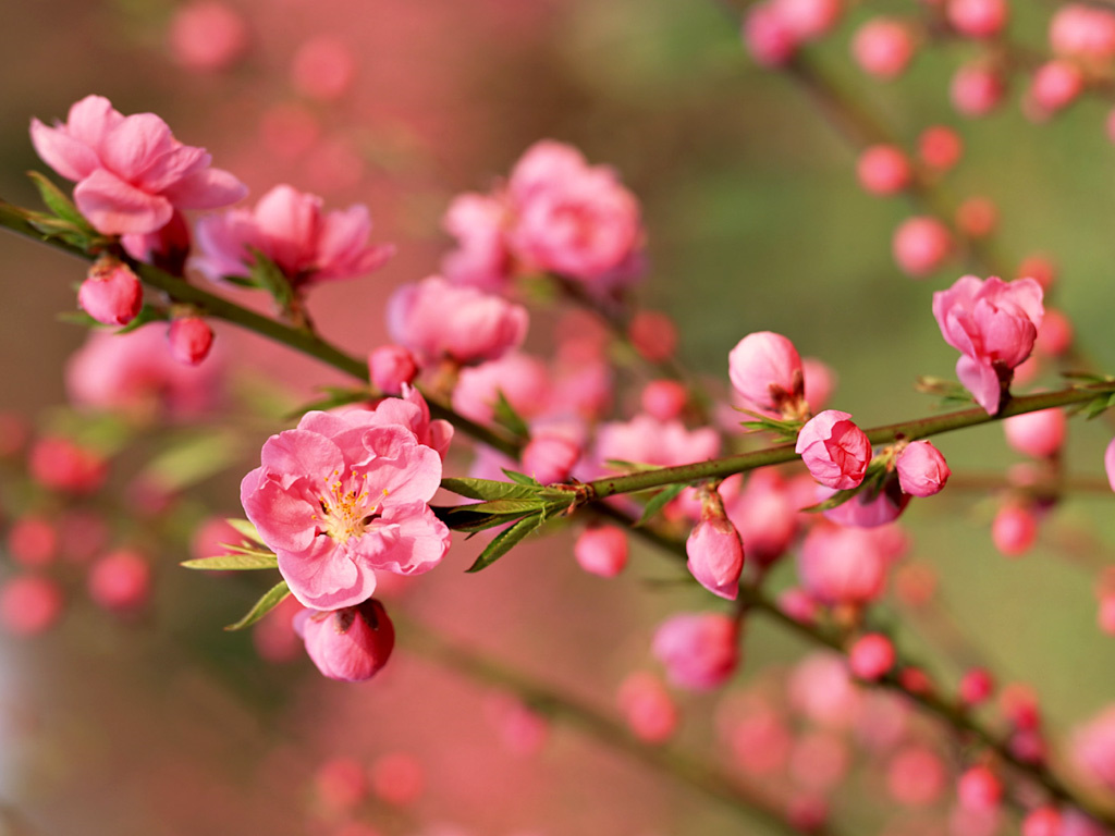 Summer Bloom Cherry Blossom