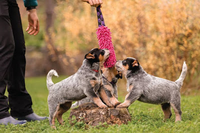 Puppy Socialization: Why Is It Important?