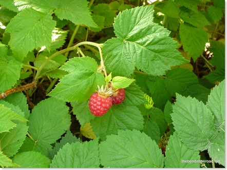 Home Grown Raspberries