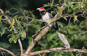 Malcoha cara roja: Phaenicophaeus pyrrhocephalus