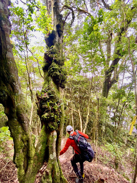 醜崠山下山途中