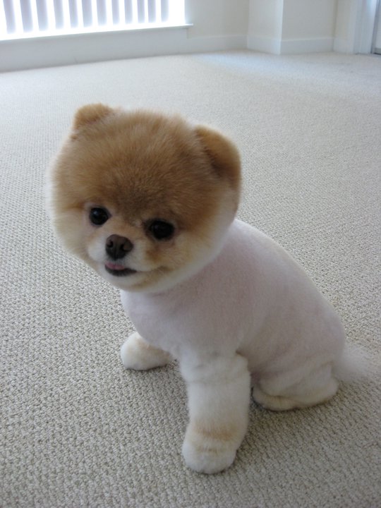 cutest puppy ever. you the cutest puppy ever,