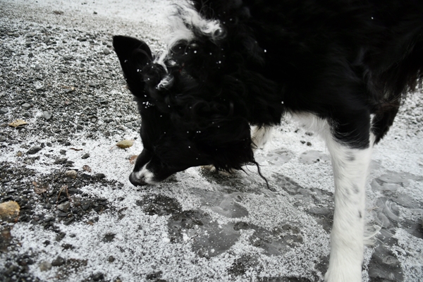 border collie stalla