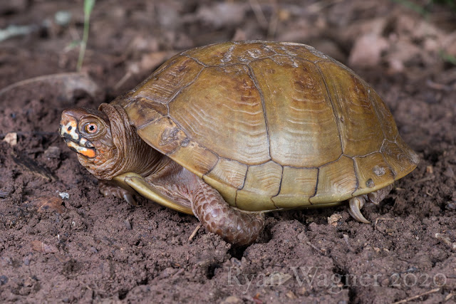 Ryan Wagner reptiles