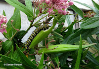 Monarch caterpillar munching on Swamp milkweed seedpod - © Denise Motard