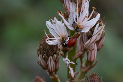 Asphodelus at Pantalica.