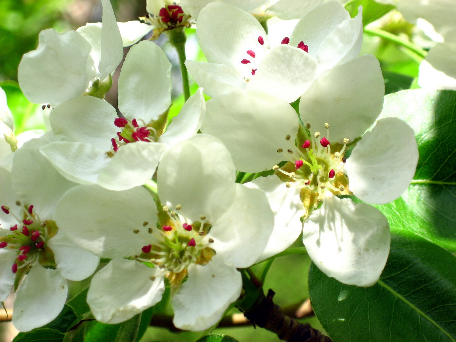 apple blossom