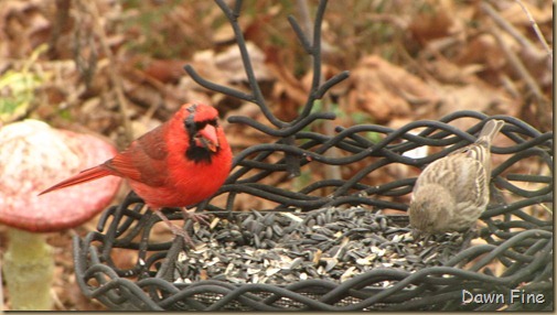 Feeder birds_019