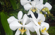 11+ Bunga Melati Putih Anggrek Bulan Raflesia Arnoldi Adalah Flora Negara, Inspirasi Terkini!