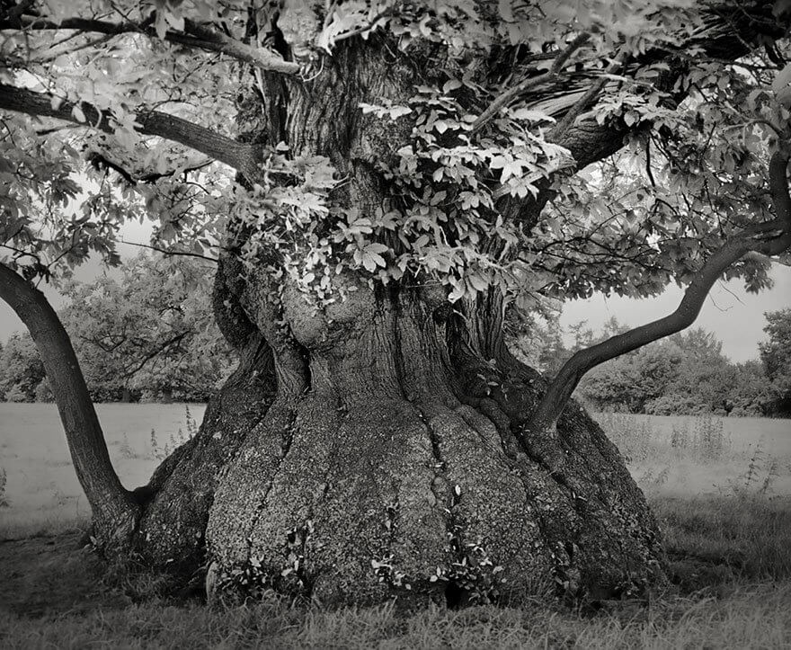 She Has Been Taking Pictures Of Trees For Fourteen Years... The Results Will Amaze You!