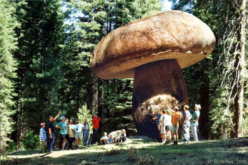 Ele cobre (880 hectares da Floresta Nacional de Malheur, no leste do Oregon. O ostoyae Armillaria, popularmente conhecido como o cogumelo de mel, começou a partir de um único esporo microscópico. O fungo gigante se estende por 5,6 quilômetros. A descoberta veio depois que Catherine Parks, uma cientista da Estação de Pesquisa do Pacífico Noroeste, em La Grande, Oregon, em 1998, após uma grande mortandade de árvore que começava com a  podridão das raízes, no leste da floresta de Prairie City.   “Eles são comestíveis, mas não  tem o melhor gosto”, disse Tina Dreisbach, uma botânica e micóloga do Serviço Florestal dos EUA em Corvallis, Oregon. “Eu iria colocar muita manteiga e alho sobre eles.”  Antes, em 1992, um outro cogumelo da espécie ostoyae Armillaria foi encontrado em estado de Washington, abrangendo uma área de 1.500 hectares, perto de Mount Adams, tornando-se o maior organismo conhecido na época.  Como é possível um único fungo ficar tão grande? Os cientistas que estudam esta espécie de fungo, postularam que o enorme tamanho pode ser uma função do clima seco no leste de Oregon. Os esporos têm dificuldade em estabelecer novos organismos, abrindo espaço para os veteranos se espalharem. Sem a concorrência de outros espécimes o Armillaria tem sido capaz de crescer e se espalhar sem controle. Os cientistas querem aprender a controlar o Armillaria porque ele está matando as árvores, apesar disso, os cientistas querem perceber o propósito desse cogumelo na natureza para os próximos milhões de anos.
