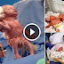 These Twins Are One in a Million! You Won't Believe On Unique Birth So Touching!