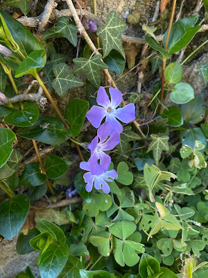 [Apocynaceae] Vinca major – {Pervinca maggiore}