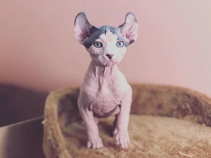 30 Adorable Pictures Of Sphynx Cats Everyone Will Love