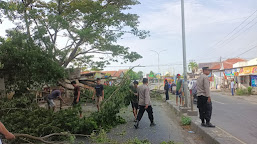 Polsek Karangampel Evakuasi Pohon Tua yang Tumbang di Jalur Raya Desa Pringgacala
