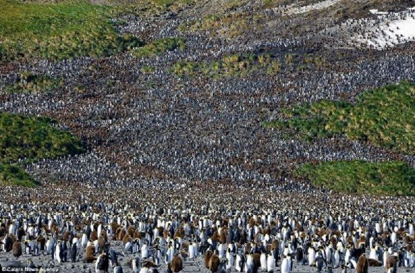 Gambar: 250k Penguin  Ini Blog Labi-Labi