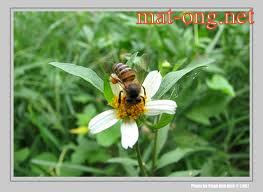 Lợi Ích của Phấn Hoa Ong, Mật Ong,   Mật Ong Nguyên Chất, Mật Ong Rừng, làm đẹp với mật ong, chữa bệnh với mật ong, Hỏi Đáp Về Mật Ong, Món NgonVới Mật Ong, Mật Ong - Trị Bệnh Tiểu Đường,  Mật Ong - Trị Bệnh Viêm Khớp,  Mật Ong - Làm Đẹp Da,  Mật Ong - Chữa Bệnh,  Mật Ong - Giảm Cân An Toàn,  Mật Ong - Trị Bệnh Dạ Dày,  Mật Ong - Trị Mụn Chứng Cá,  Phân biệt Mật Ong,  Bảo Quản Mật Ong,  Kết Hợp Mật Ong Với Nha Đam,  Kết Hợp Mật Ong Với Quế,  Lưu Ý Khi Sử Dụng Mật Ong