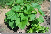 Zucchini Squash