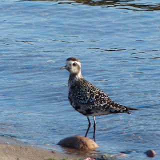 Pluvialis dominica - Pluvier bronzé - Pluvier doré d'Amérique