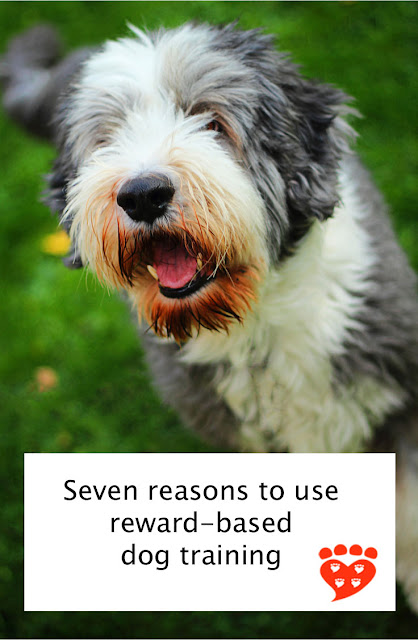 Seven reasons to use positive reinforcement in dog training. Photo shows happy, hairy dog