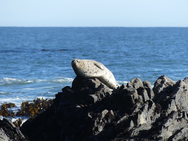 big bull harbor seal