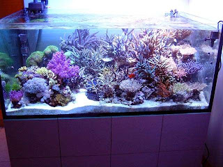 aquarium lamp