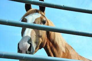 A chestnut Arab x Quarter Horse cross