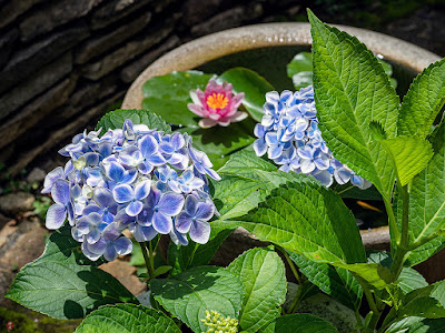 Ajisai (Hydrangea) flowers: Kita-kamakura