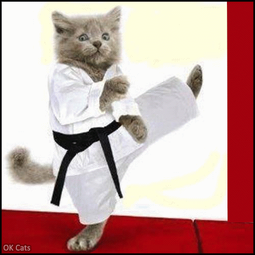 Art Cat GIF • Funny Karate kitten in action! Fast, strong and flexible! Don't mess with him! [ok-cats.com]