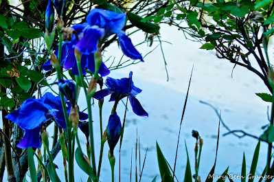 blue irises photo by mbgphoto