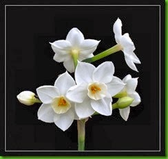 Narciso Paperwhite